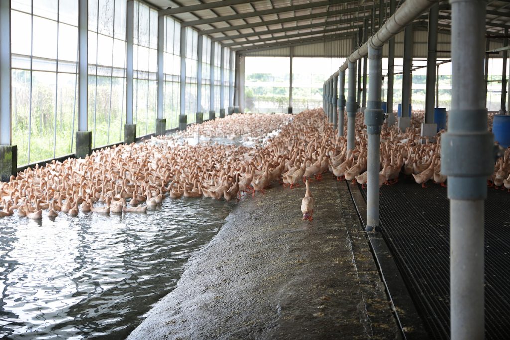 友善養殖兼顧動物福利與產業競爭力。