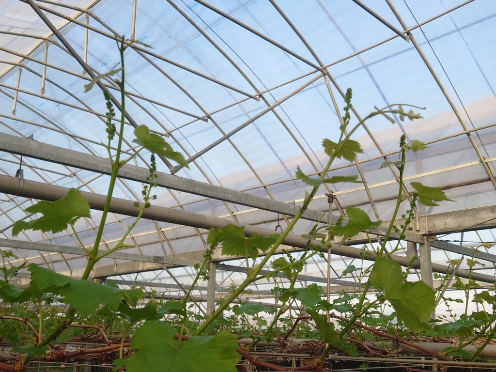 葡萄台中6號花芽形成容易,單一結果枝有3個花穗。
