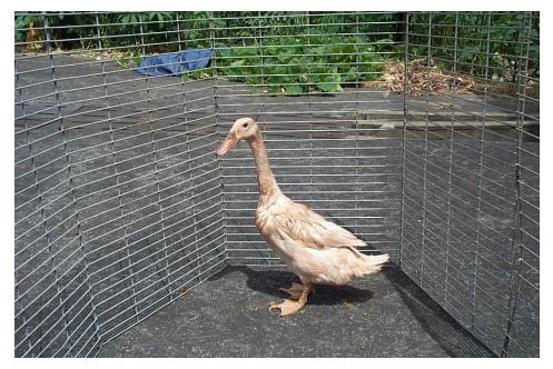 具備長受精持續性特性的「褐色菜鴨畜試二號」母鴨。