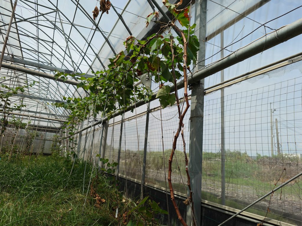葡萄台中6號嫁接苗生長勢強且生長良好。