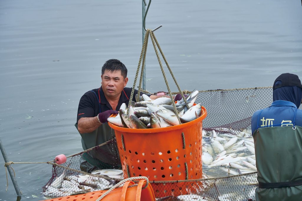 工人用吊車將電暈的魚吊上冰藏車。