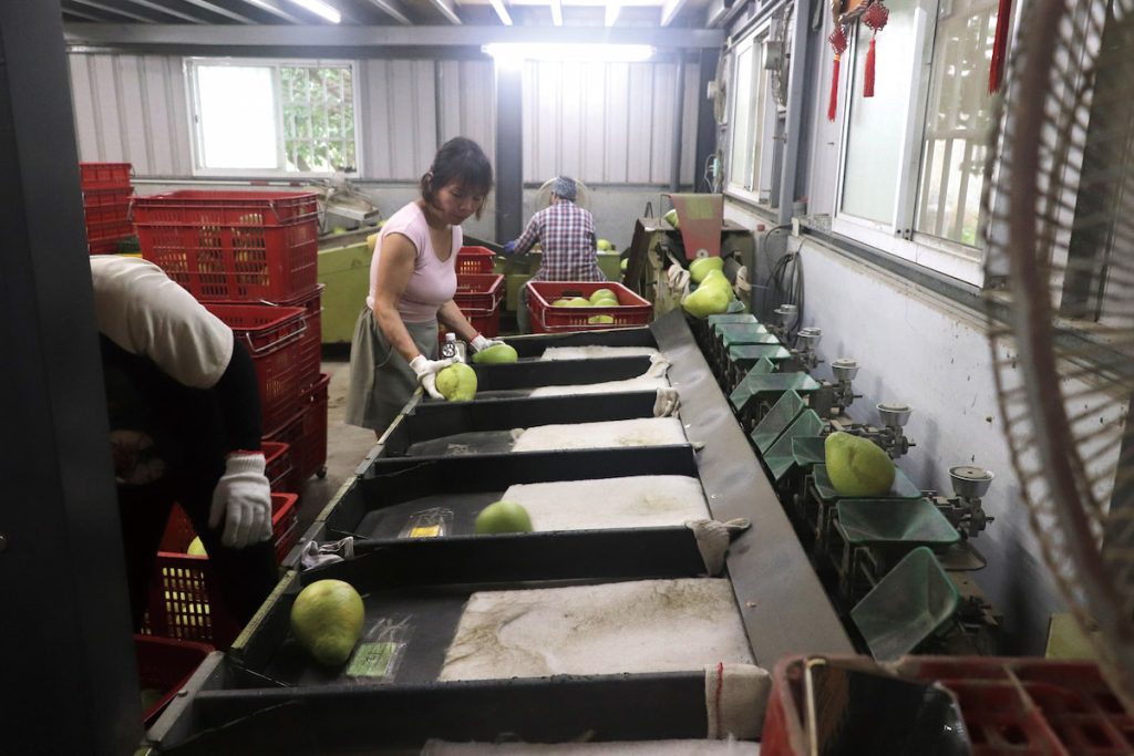 採收後依大小和重量分級選果,汰除擦傷、壓傷和具有病蟲害的畸形果實。