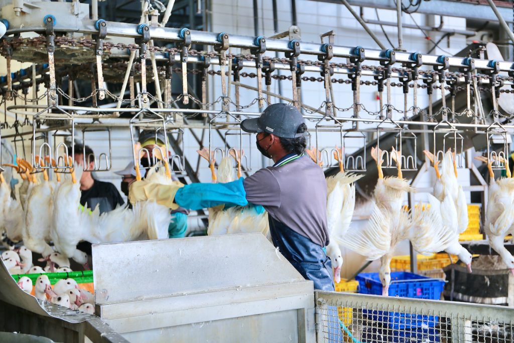 肉鴨屠宰後的副產物本沒什麼價值,開發寵物食品用途可為產業加值。