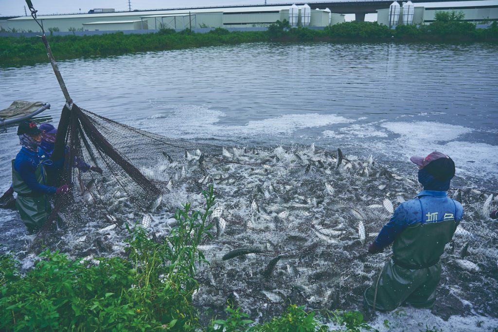 臺南市是全國虱目魚產量最多的縣市,養殖產業鏈分布於七股、學甲、北門、將軍等沿海行政區。