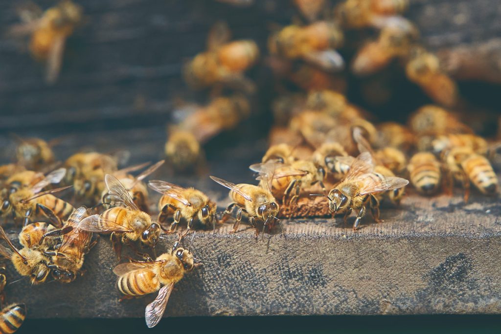 新化養蜂產業在改良蜂種繁殖上成果斐然。