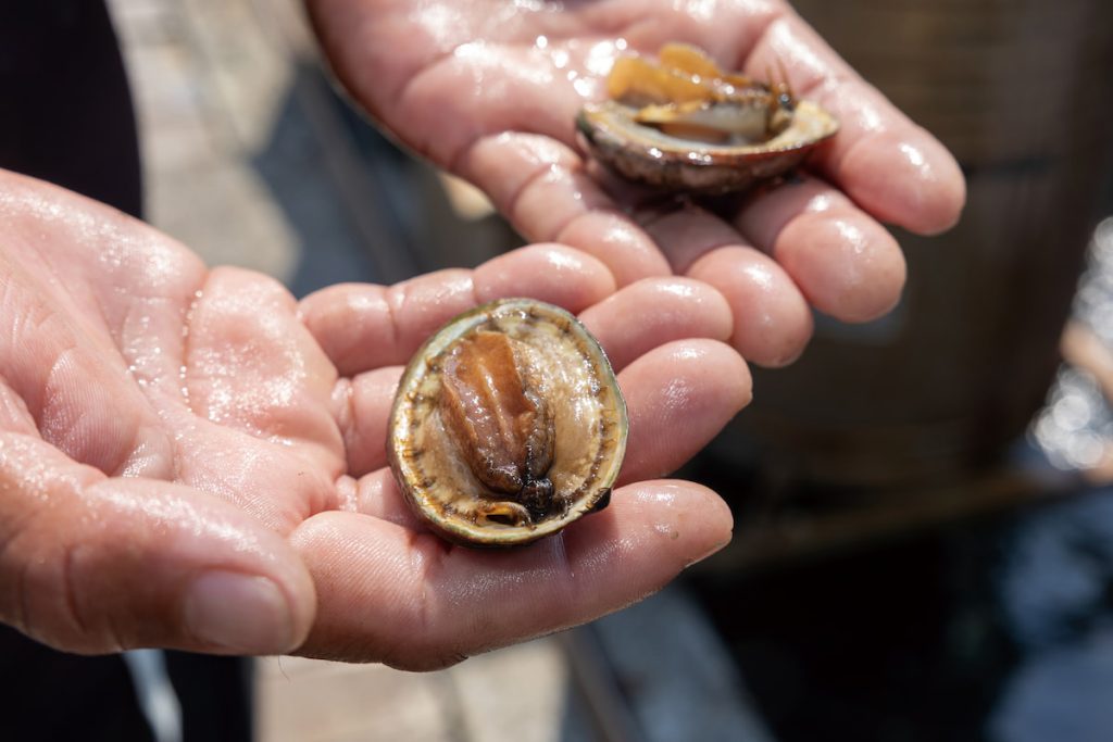 中國低價進口鮑魚削價競爭嚴重影響九孔產業。