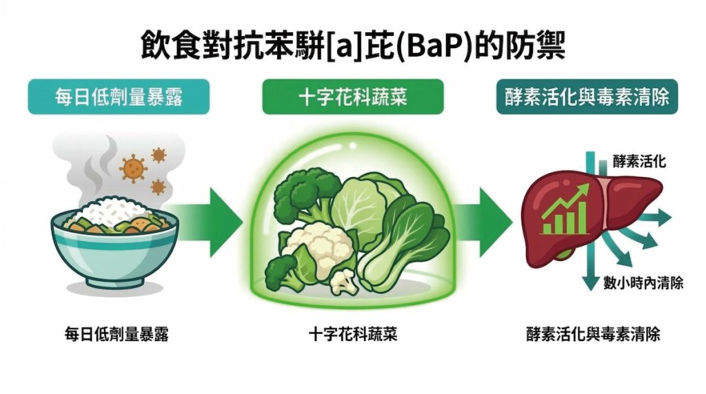 肝臟首渡解毒代謝是人體防衛苯駢芘的盾牌。常吃的十字花科蔬菜,就是強化這盾牌的最佳助攻。