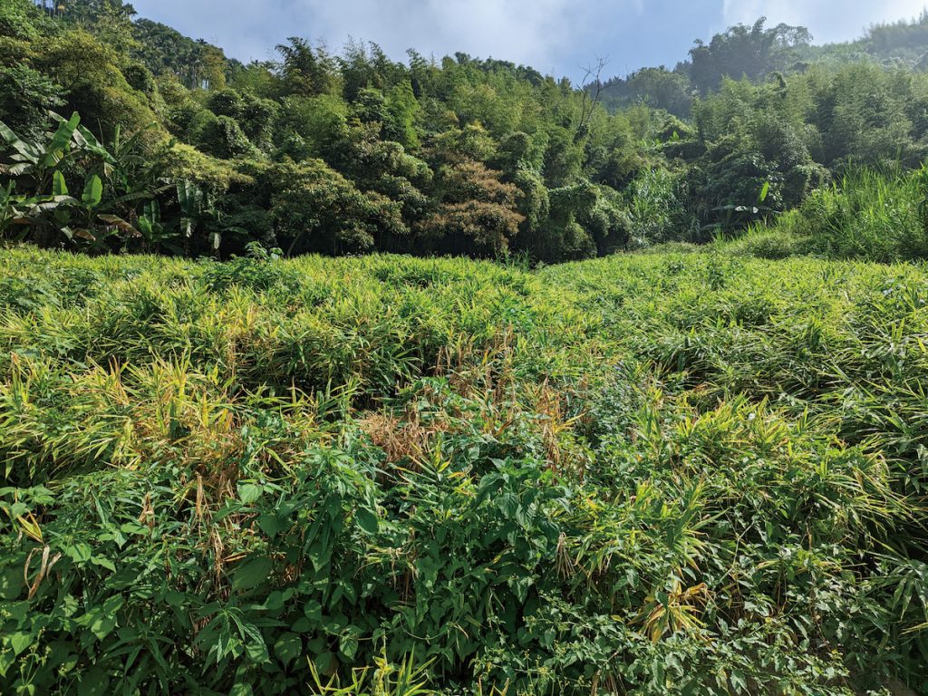 在南投海拔1,000公尺的山區新墾地,依舊深陷薑病害蔓延的危機。