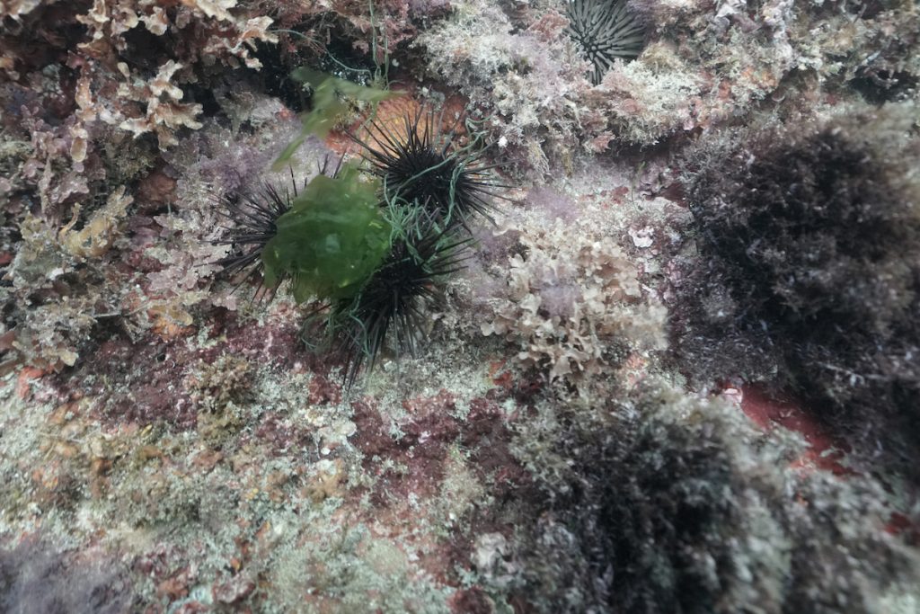 放流後的紫海膽。