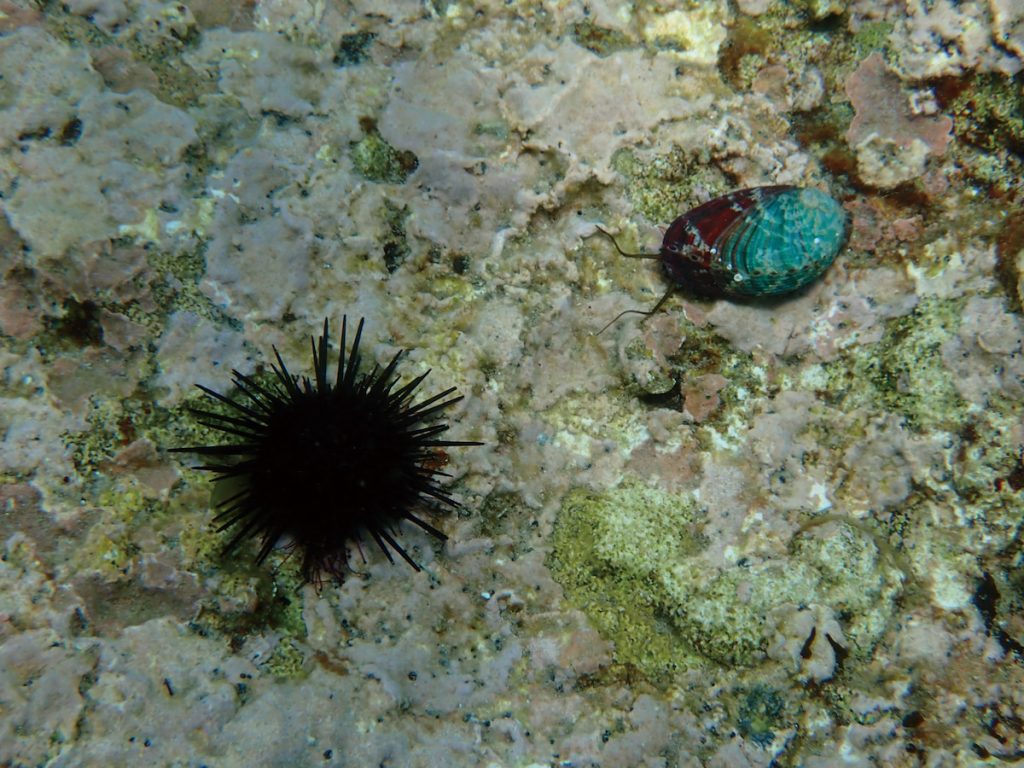 海膽與九孔混養。