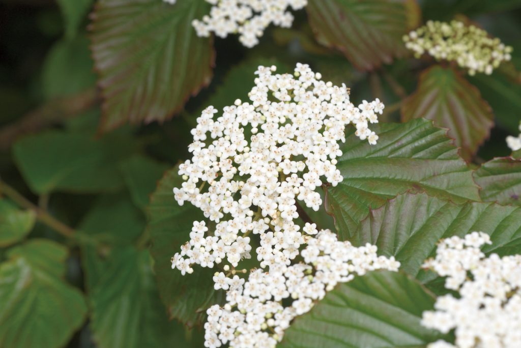 臺灣山野常見的呂宋莢蒾,4月間滿樹盛開潔白。