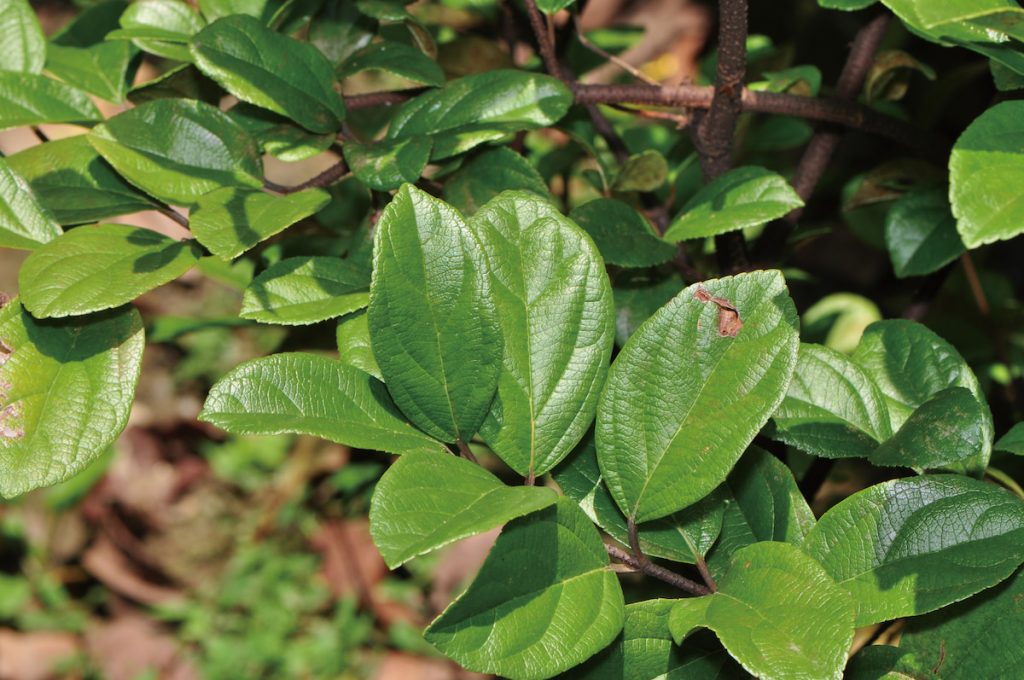 長筒莢蒾生性強健,適應性佳,適合栽植作為綠籬、盆栽或庭園樹。