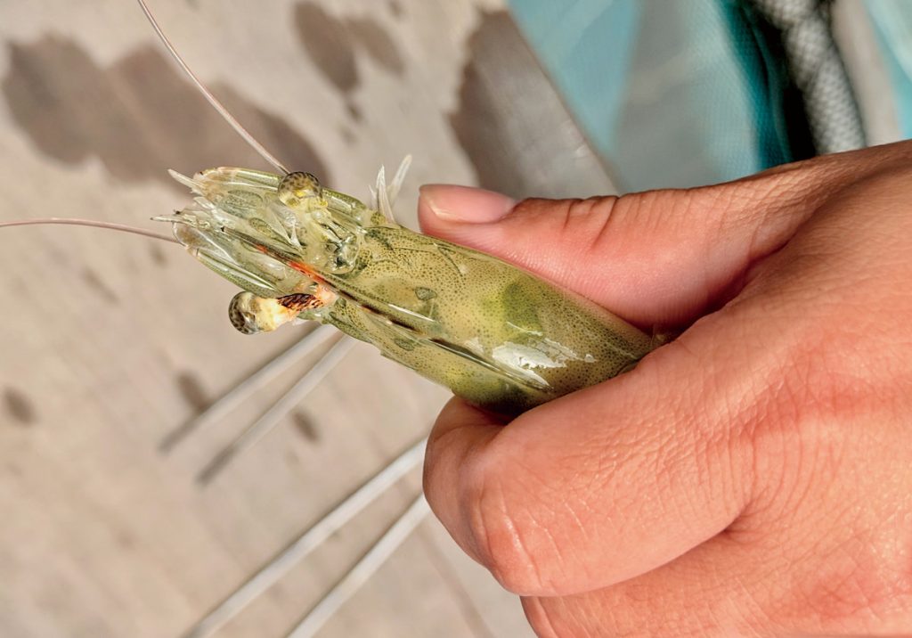 眼柄被破壞後的母蝦。通常只有白蝦會被這樣對待，因為其他蝦種如泰國蝦，飼養密度較低，對卵的數量需求沒那麼大。