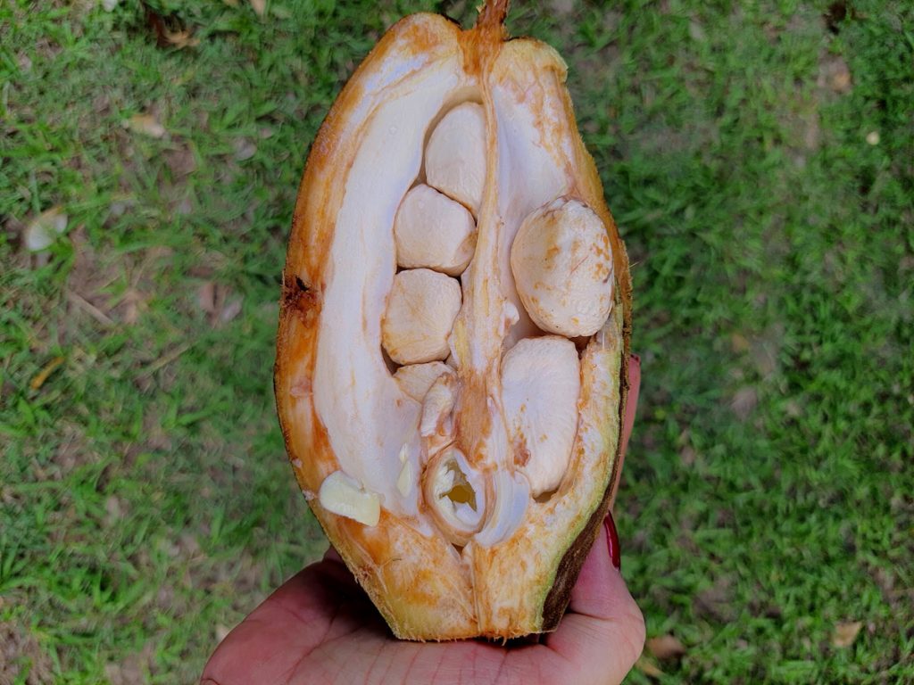 一棵馬拉巴栗果實(左)中可以結24粒種子(右),臺灣因為氣候分明,較中美洲原產地更適合在同一時間採收果實,之前管制果實出口讓臺灣馬拉巴栗產業得以保存。