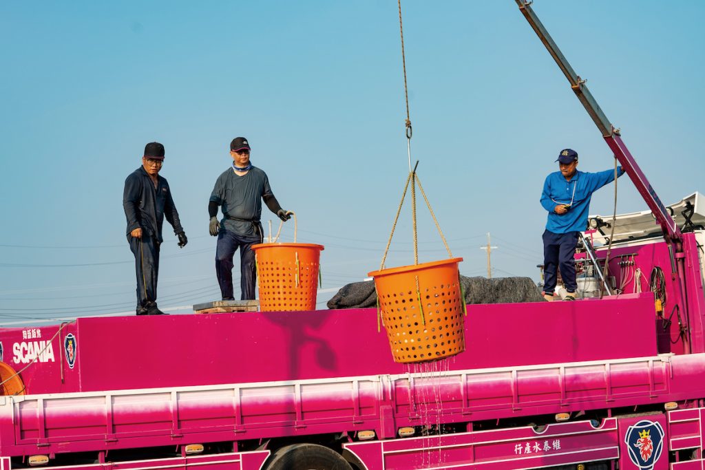 捕撈上來的魚一桶桶倒入活魚搬運車。
