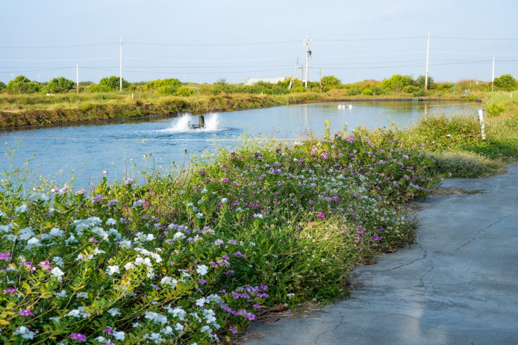 沿路美麗的日日春，讓魚塭顯得生意昂然；黃芬香的魚池附近很少白鷺鷥，表示魚不常死亡。