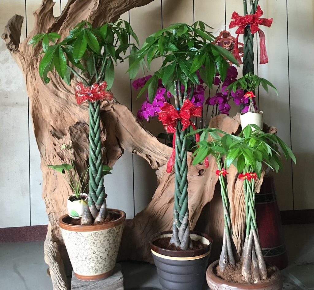 五編的馬拉巴栗被命名為發財樹,喜氣受歡迎,年節送禮皆是最佳選擇。